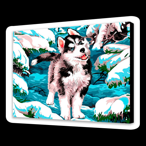 Husky della neve (6957468516534)